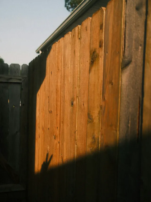 Wood privacy fence boards in late-afternoon light